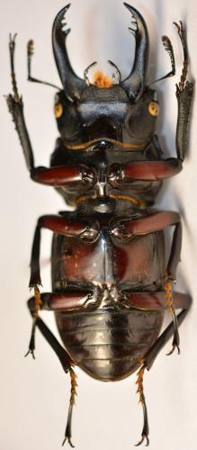 Hemisodorcus rubrofemoratus
